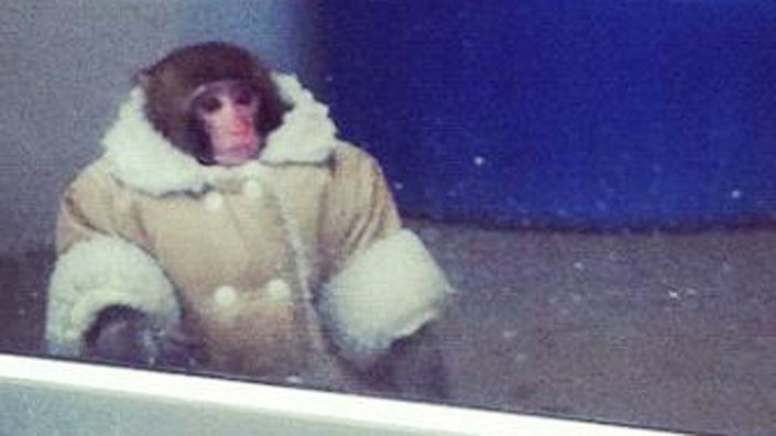 Darwin the IKEA monkey