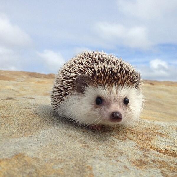 Biddy the Hedgehog